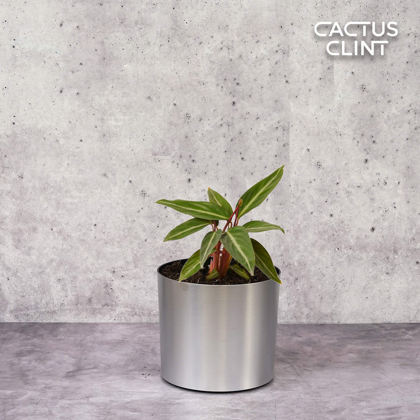 Stromanthe Sanguinea | Cactus Clint