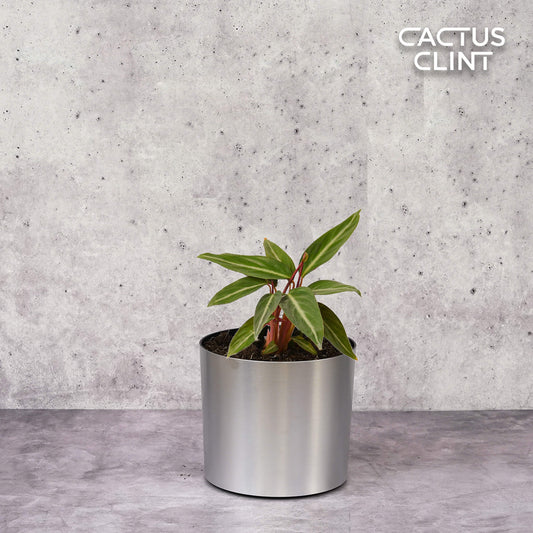 Stromanthe Sanguinea | Cactus Clint