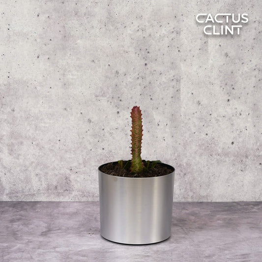 Succulent Euphorbia 'Trigona Rubra' | Cactus Clint
