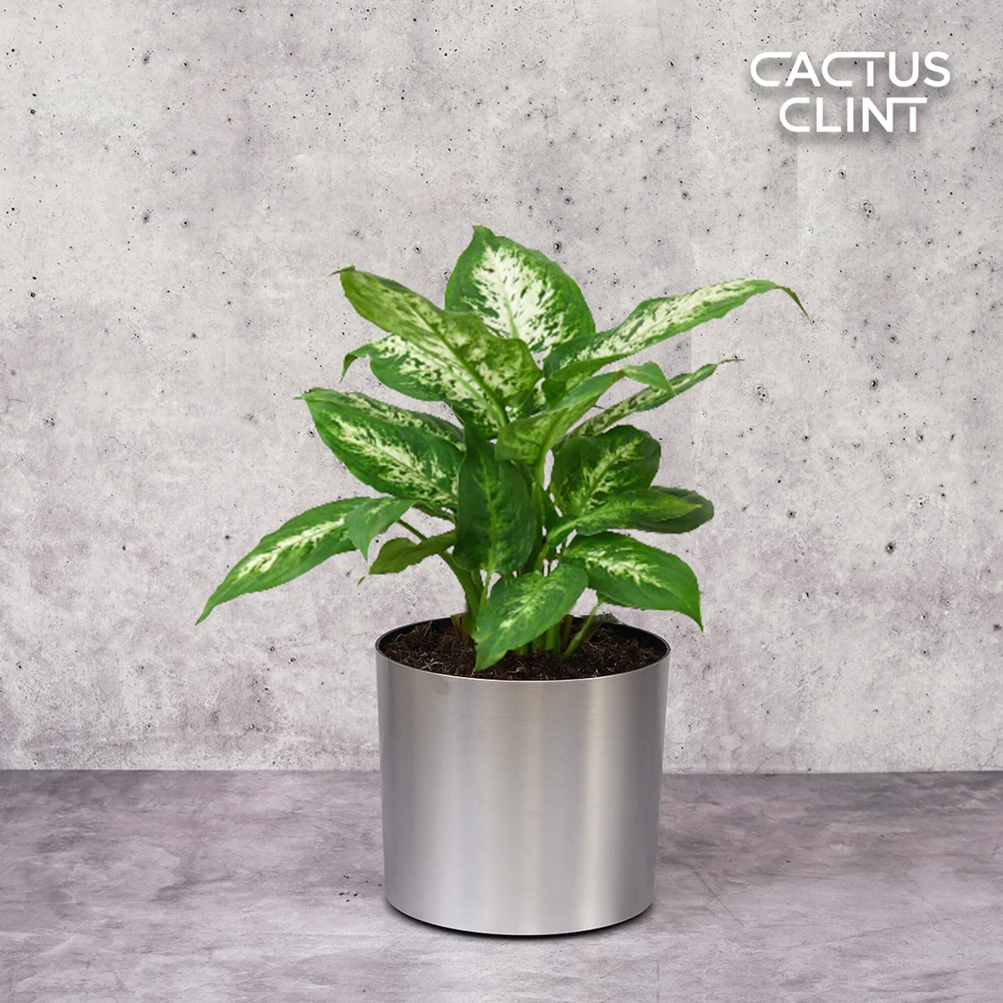 Dieffenbachia 'Tropic Snow' | Cactus Clint