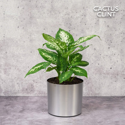 Dieffenbachia 'Tropic Snow'