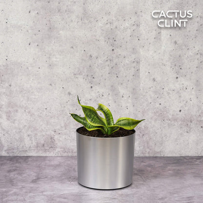 Snake Plant Twist