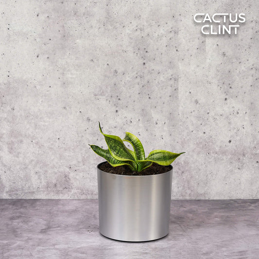 Snake Plant Twist | Cactus Clint