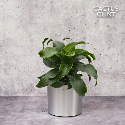 Dracaena 'Twister' | Cactus Clint