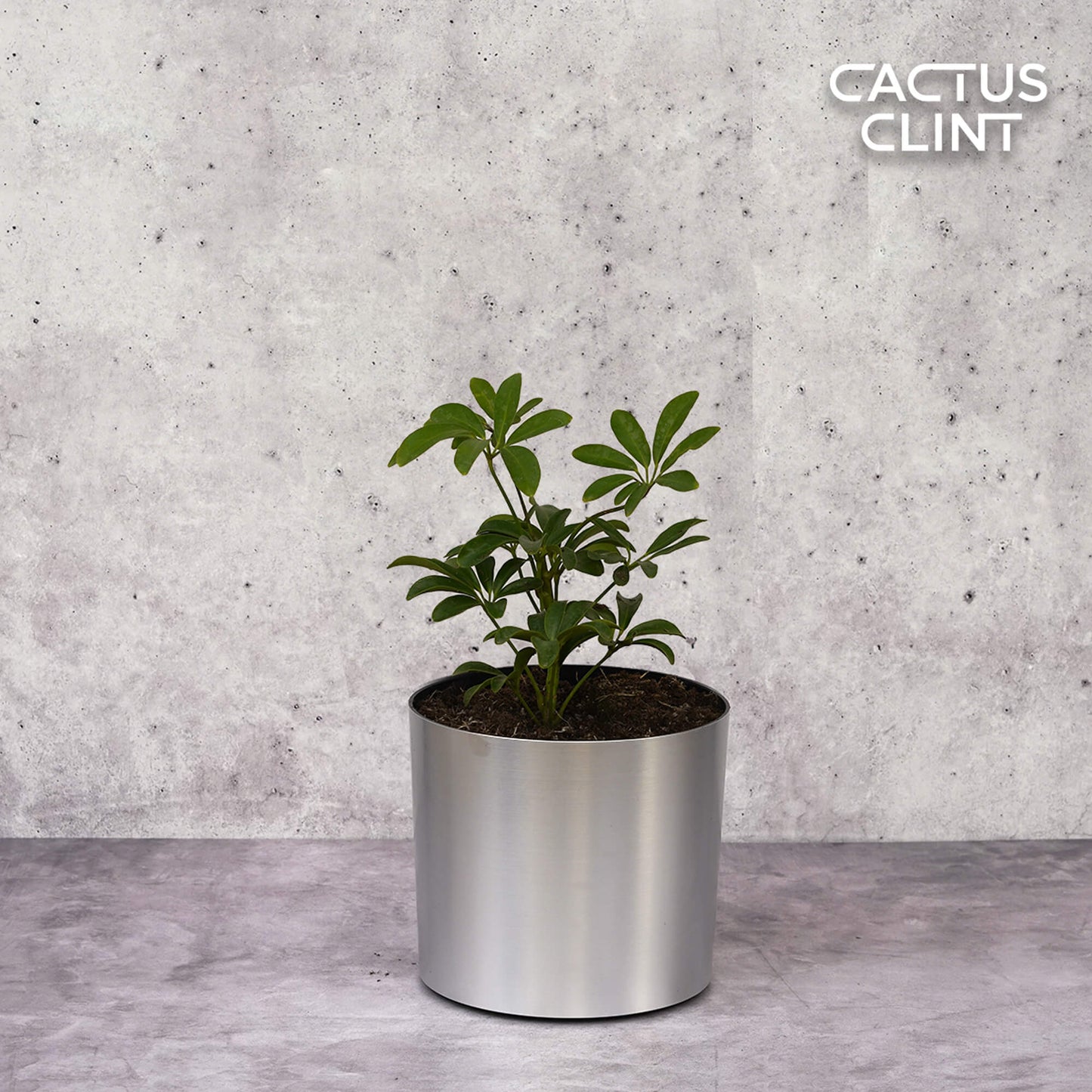 Schefflera Arboricola 'Umbrella' | Cactus Clint