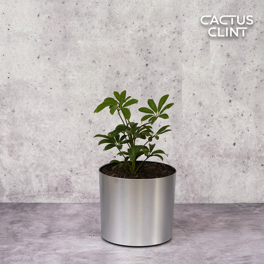 Schefflera Arboricola 'Umbrella' | Cactus Clint