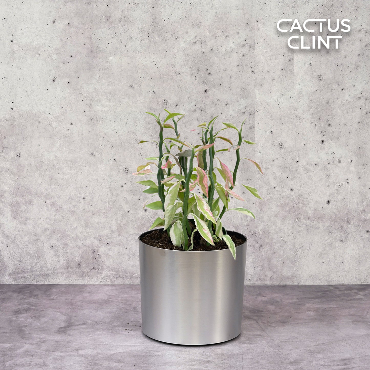 Variegated Devil's Backbone Euphorbia | Cactus Clint