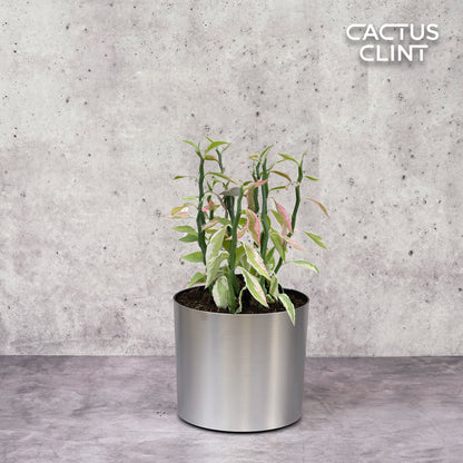 Variegated Devil's Backbone Euphorbia