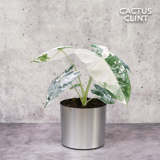 Alocasia Micholitziana 'Frydek' Variegated - 4" Pot | Cactus Clint