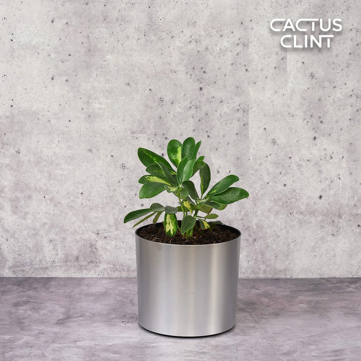 Schefflera Variegated | Cactus Clint