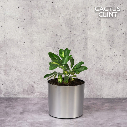 Schefflera Variegated | Cactus Clint