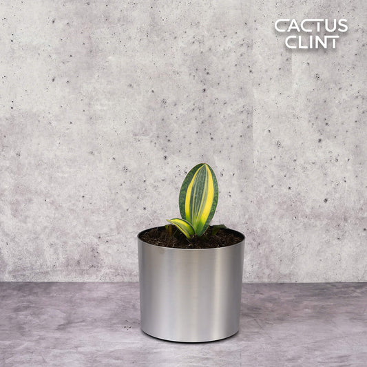 Variegated Shark Fin Snake Plant | Cactus Clint