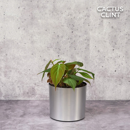 Philodendron 'Velvet' | Cactus Clint