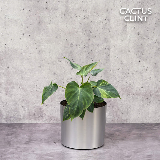 Philodendron 'Verrucosum' | Cactus Clint