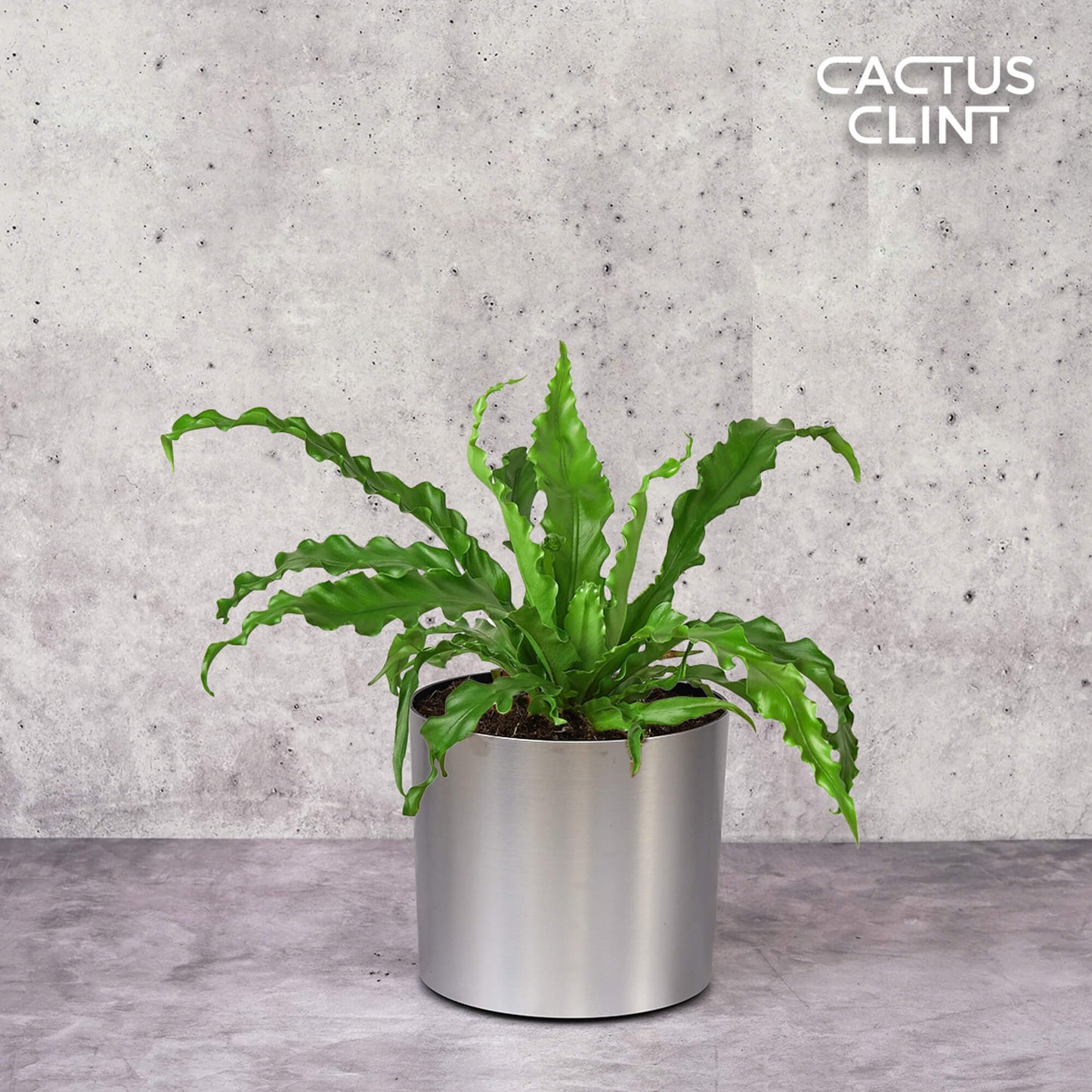 Bird’s Nest 'Victoria' Fern | Cactus Clint