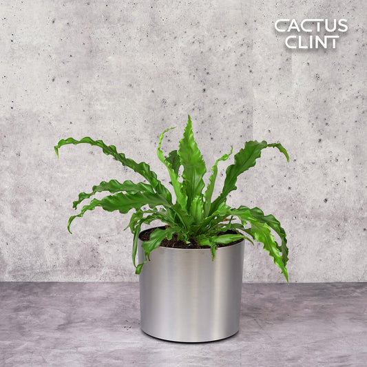 Bird’s Nest 'Victoria' Fern | Cactus Clint