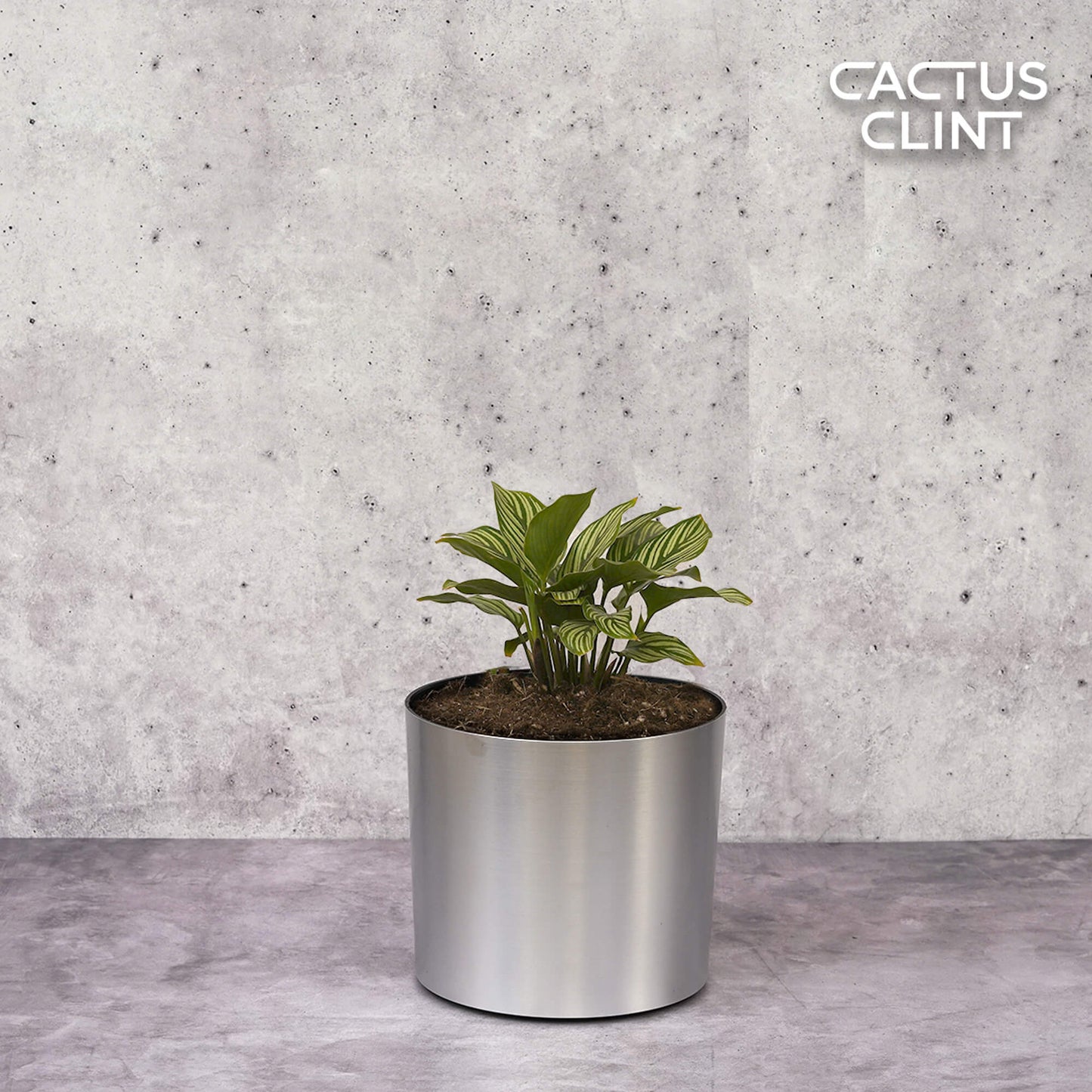 Calathea 'Vittata' | Cactus Clint