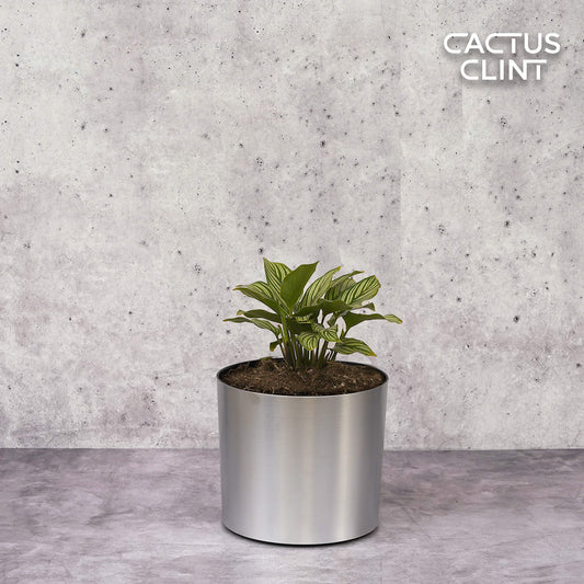 Calathea 'Vittata' | Cactus Clint