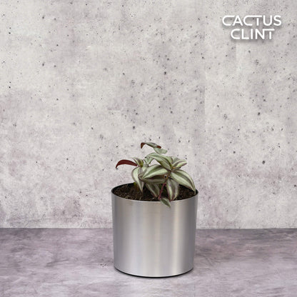 Tradescantia Zebrina 'Wandering Dude'