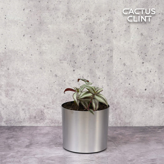 Tradescantia Zebrina 'Wandering Dude' | Cactus Clint