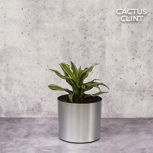 Dracaena 'Warneckii White Jewel' | Cactus Clint
