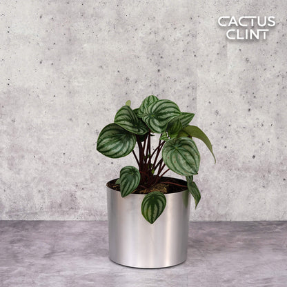 Peperomia Watermelon