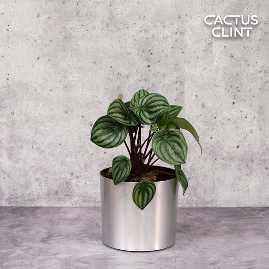 Peperomia Watermelon | Cactus Clint