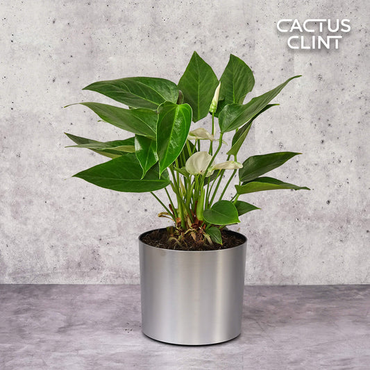 Anthurium 'White' | Cactus Clint