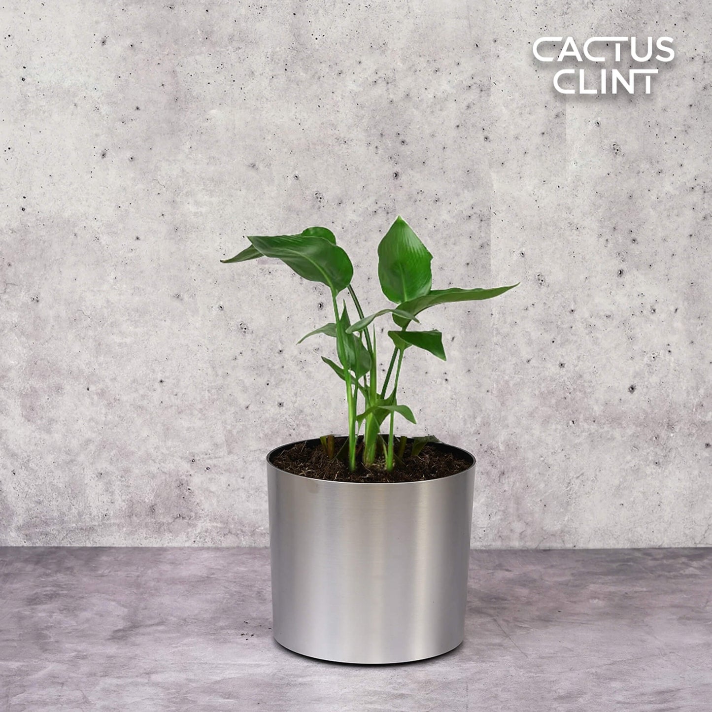 White Bird of Paradise 'Strelitzia Nicolai' | Cactus Clint