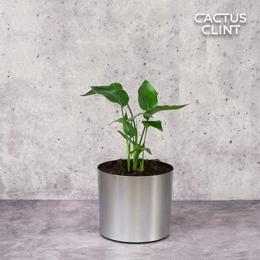 White Bird of Paradise 'Strelitzia Nicolai' | Cactus Clint