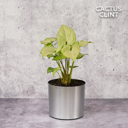 Syngonium White Butterfly