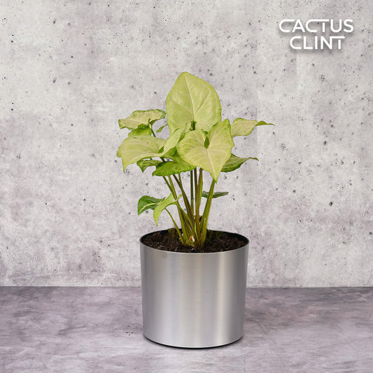 Syngonium White Butterfly | Cactus Clint