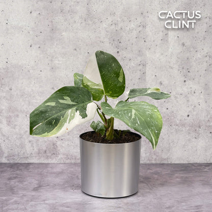 Philodendron 'White Princess'