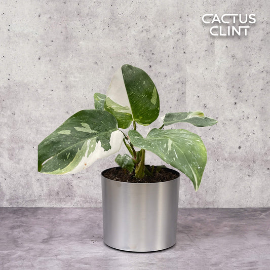 Philodendron 'White Princess' | Cactus Clint
