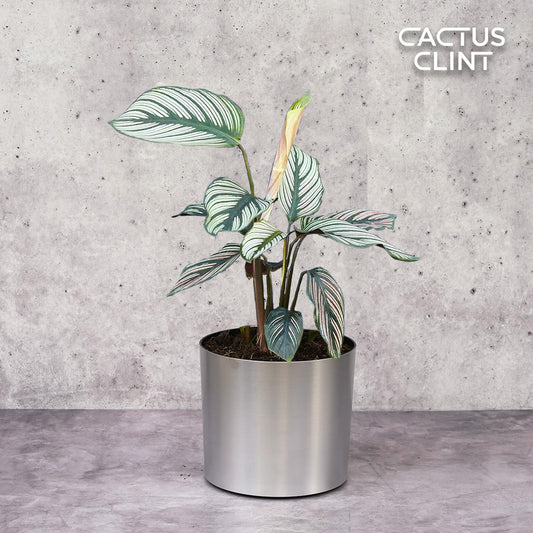 Calathea 'White Star' | Cactus Clint