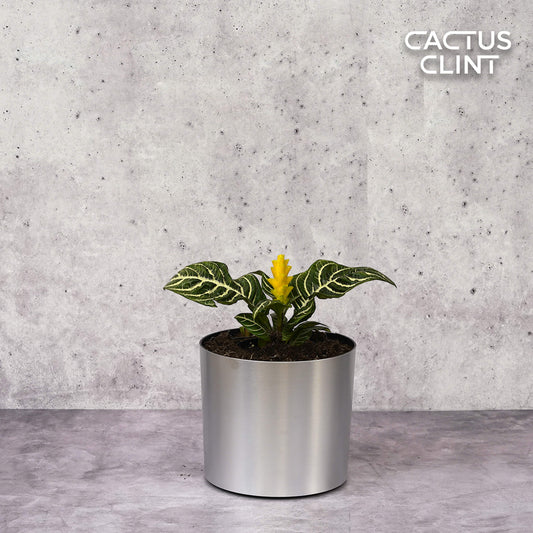 Zebra 'Aphelandra' | Cactus Clint