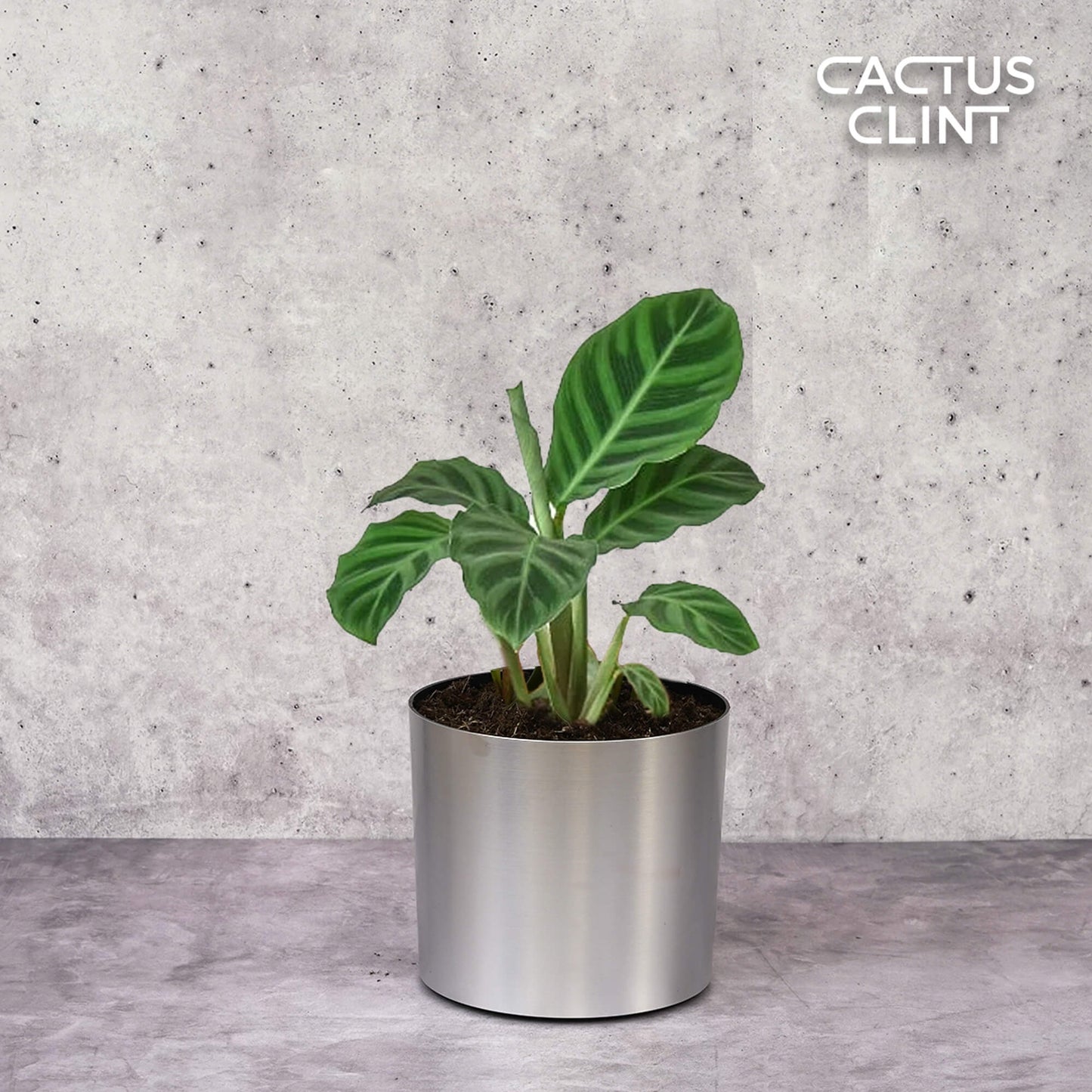 Calathea 'Zebrina' - 4" Pot | Cactus Clint