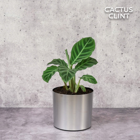 Calathea 'Zebrina' - 4" Pot | Cactus Clint