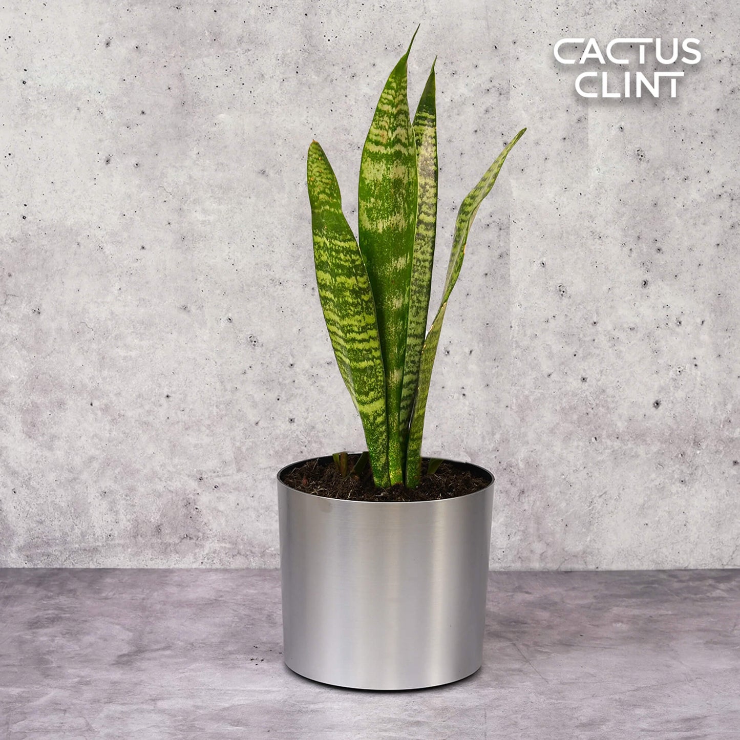 Snake Plant 'Zeylanica' | Cactus Clint