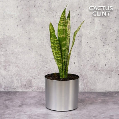 Snake Plant 'Zeylanica'