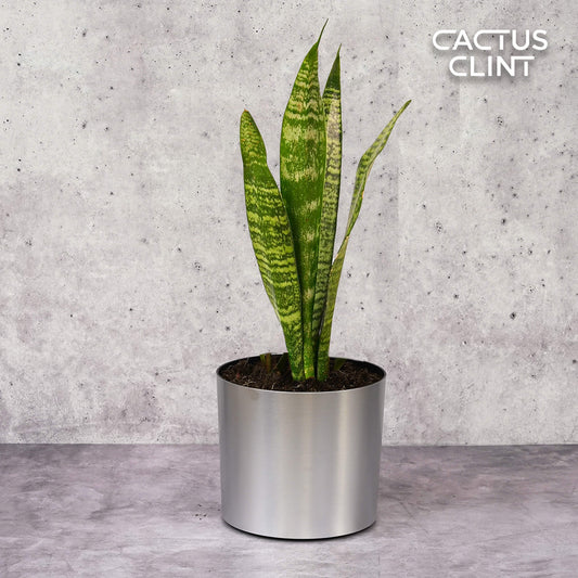 Snake Plant 'Zeylanica' | Cactus Clint