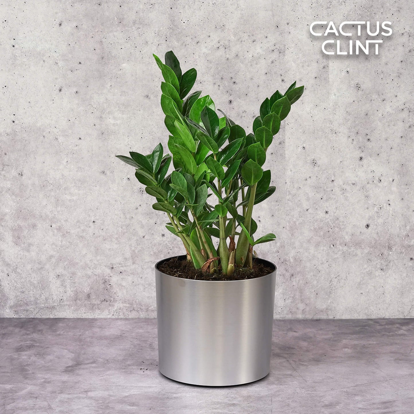 Zamioculcas Zamiifolia ZZ | Cactus Clint
