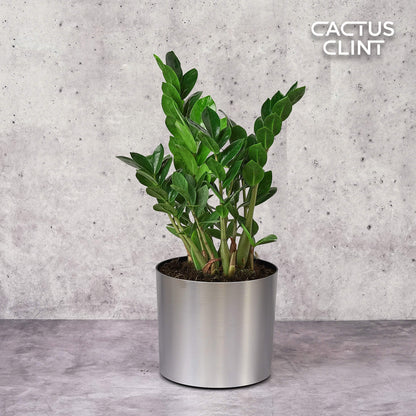 Zamioculcas Zamiifolia ZZ