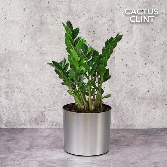 Zamioculcas Zamiifolia ZZ | Cactus Clint